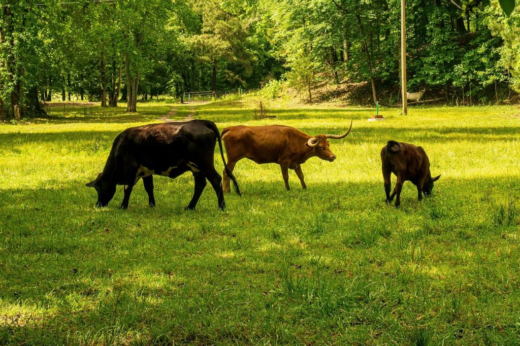 découvrez l'empreinte carbone, un indicateur essentiel de l'impact environnemental de nos activités. apprenez comment mesurer, réduire et compenser vos émissions de co2 pour un avenir plus sustainable.