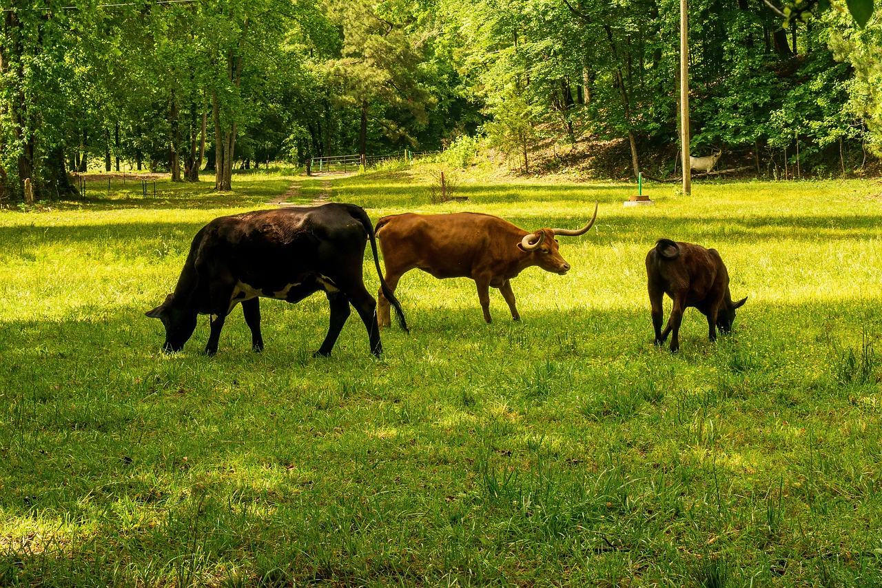 Bilan carbone : un outil essentiel pour mesurer notre impact environnemental