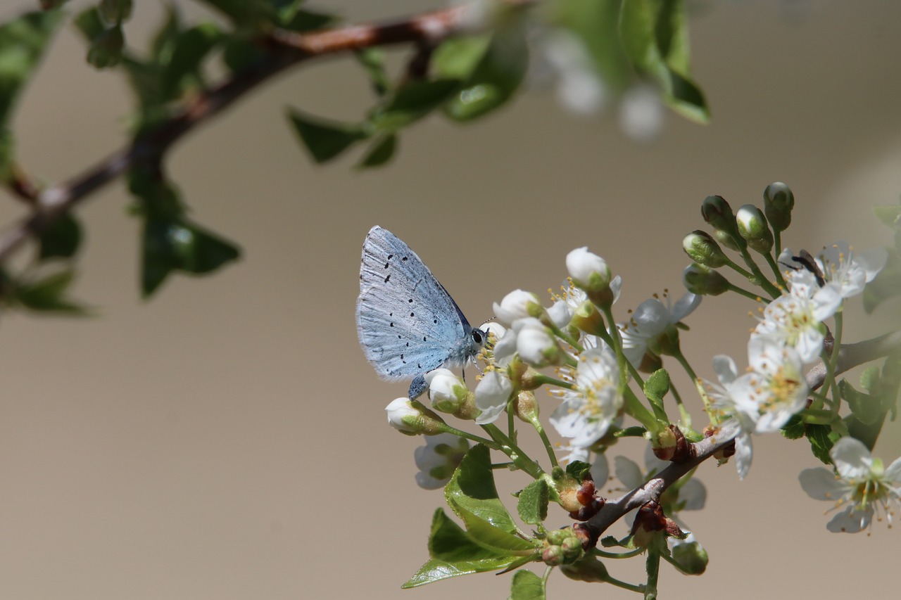 découvrez l'importance de la biodiversité pour notre planète. explorez les différentes espèces, leurs habitats et les actions que nous pouvons prendre pour préserver la richesse naturelle de notre environnement.