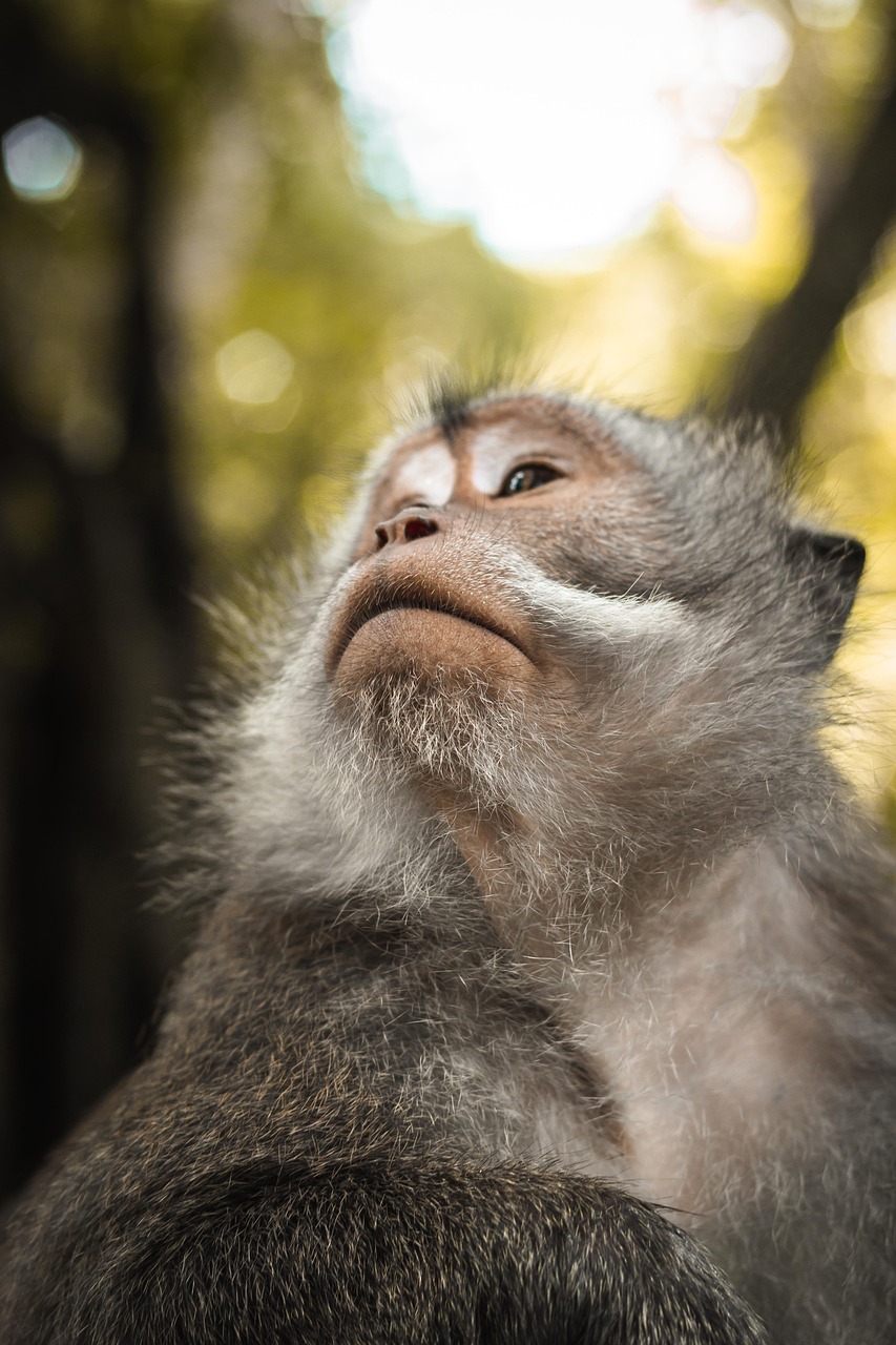 découvrez l'importance de la biodiversité pour l'équilibre des écosystèmes, la préservation des espèces et le bien-être humain. explorez comment des actions concrètes peuvent protéger notre planète et favoriser un avenir durable.