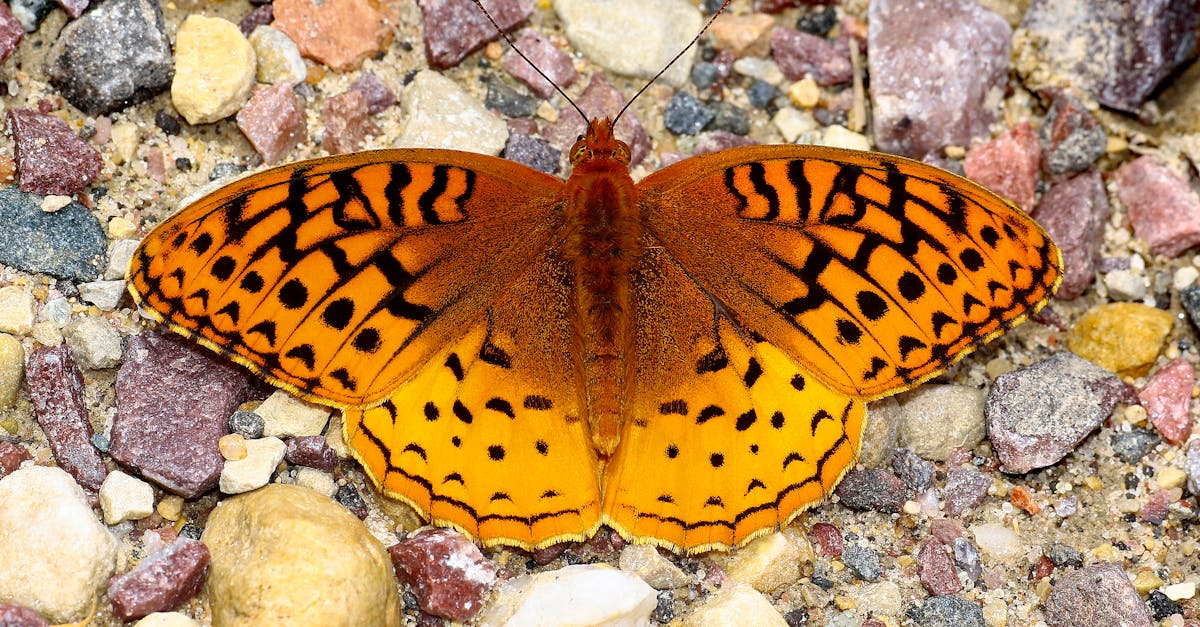 découvrez l'importance de la biodiversité pour notre planète. explorez les différentes espèces, écosystèmes et interactions vitales qui préservent l'équilibre de la nature et soutiennent la vie sur terre.