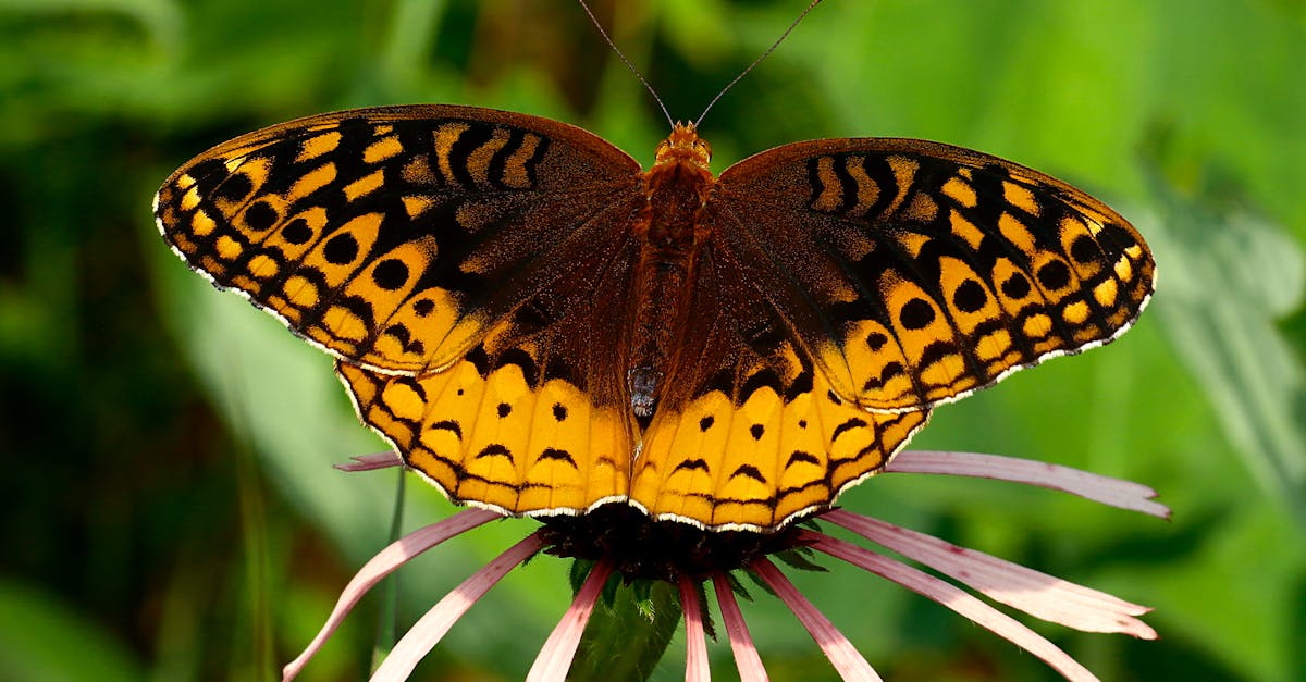 découvrez l'importance de la biodiversité pour notre planète. explorez les différentes espèces, écosystèmes et les menaces qui pèsent sur la diversité biologique. apprenez comment préserver et protéger notre patrimoine naturel pour les générations futures.