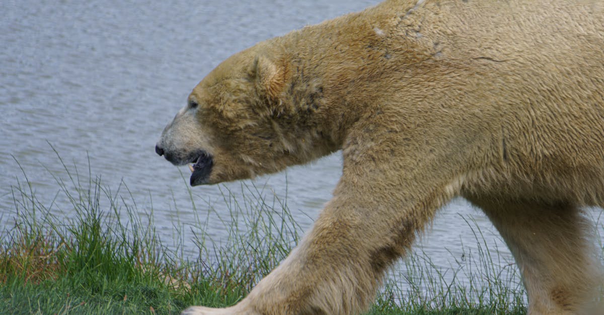 découvrez l'importance de la biodiversité, son rôle vital dans l'écosystème et les actions à entreprendre pour la préserver. explorez les différentes espèces, leurs habitats et comment chacun peut contribuer à la sauvegarde de notre planète.