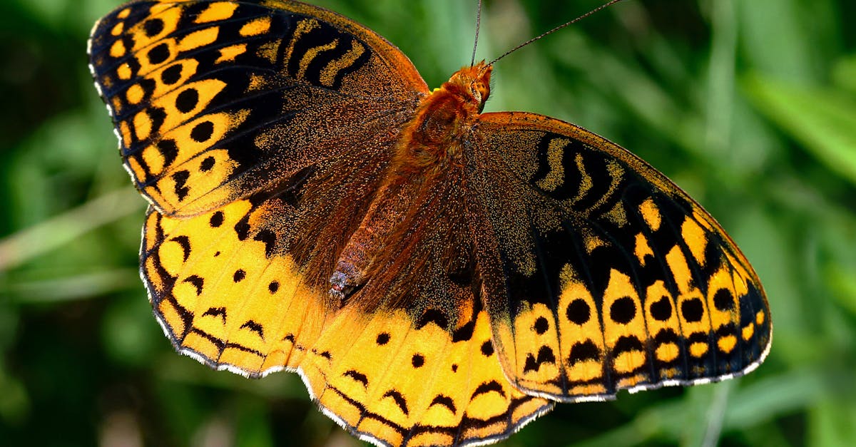 découvrez l'importance de la biodiversité pour notre planète, son impact sur les écosystèmes, et les initiatives pour la protéger. apprenez comment chaque espèce joue un rôle vital dans le maintien de l'équilibre écologique.