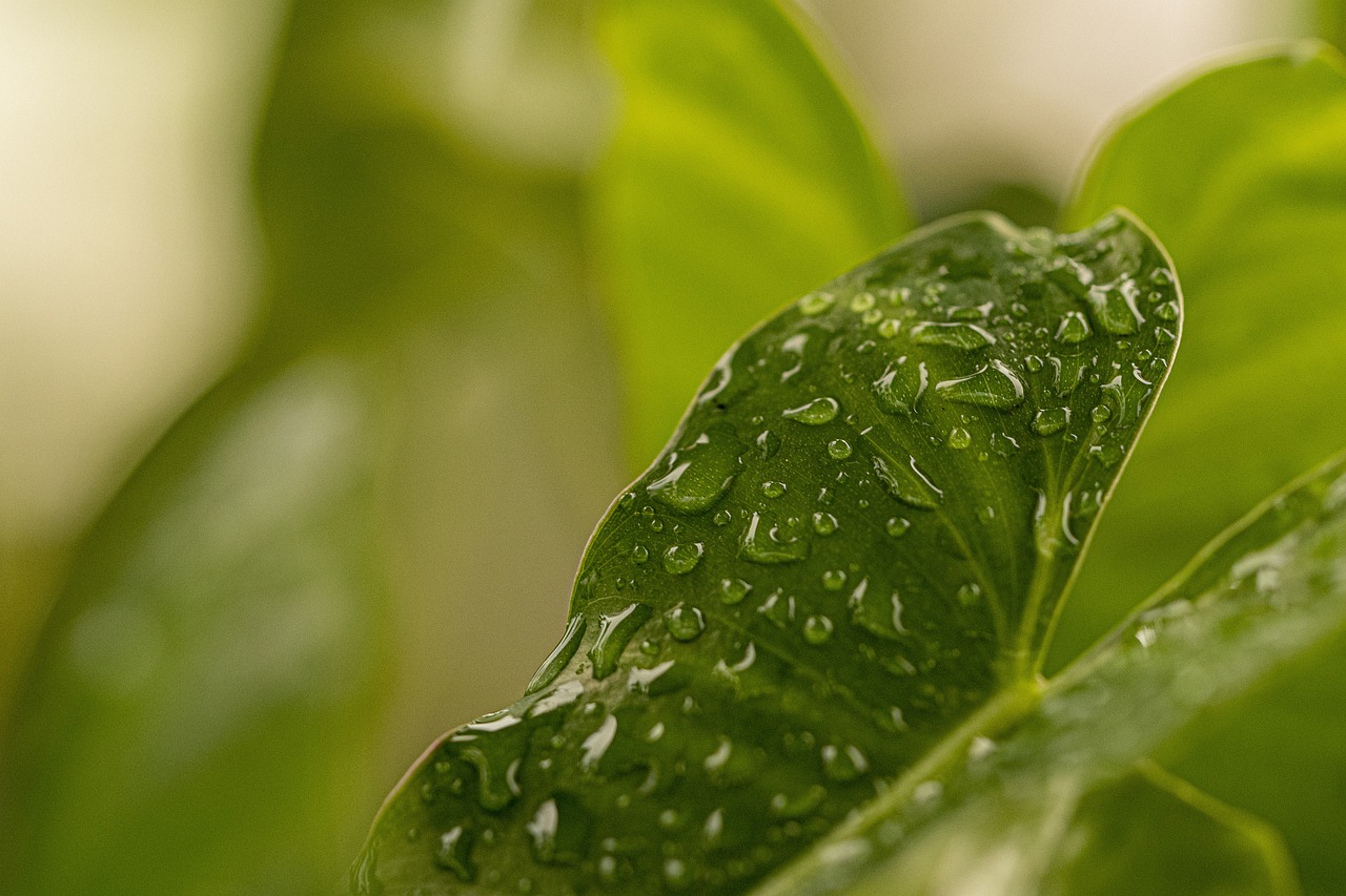 découvrez l'importance de l'environnement et des enjeux écologiques actuels. informez-vous sur les actions à entreprendre pour préserver notre planète et promouvoir un développement durable.