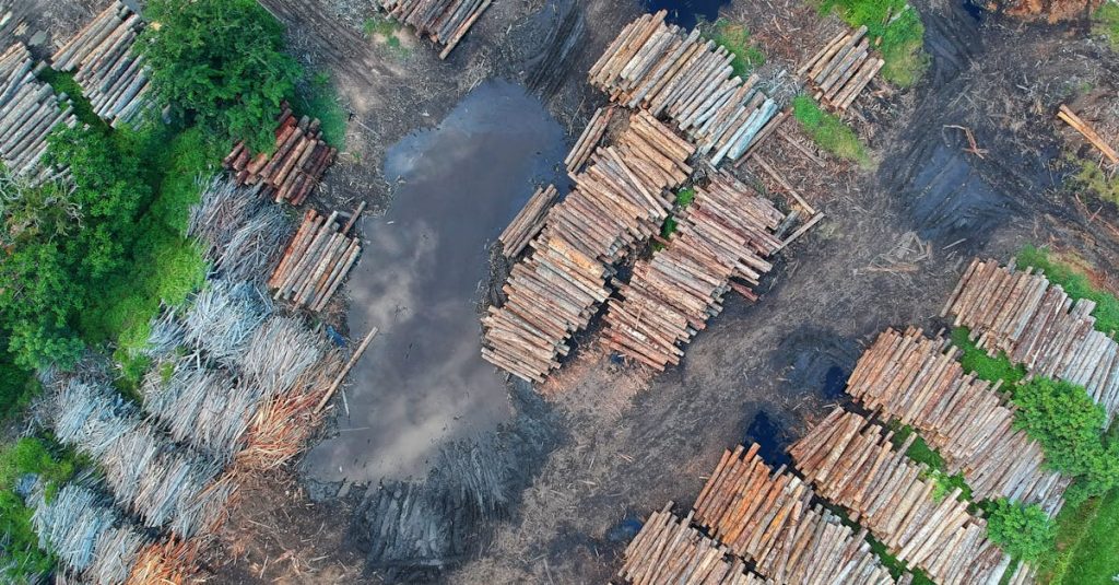 la déforestation est un processus de destruction des forêts, entraînant des conséquences dévastatrices pour la biodiversité, le climat et les communautés humaines. découvrez les causes, les impacts et les solutions pour préserver nos forêts.