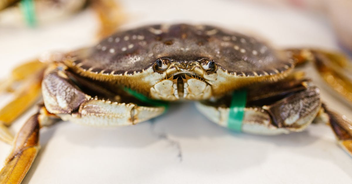 découvrez les pratiques de pêche durable qui préservent les océans et garantissent un avenir pour les écosystèmes marins. apprenez comment choisir des produits de la mer responsables et contribuer à la protection de notre planète.