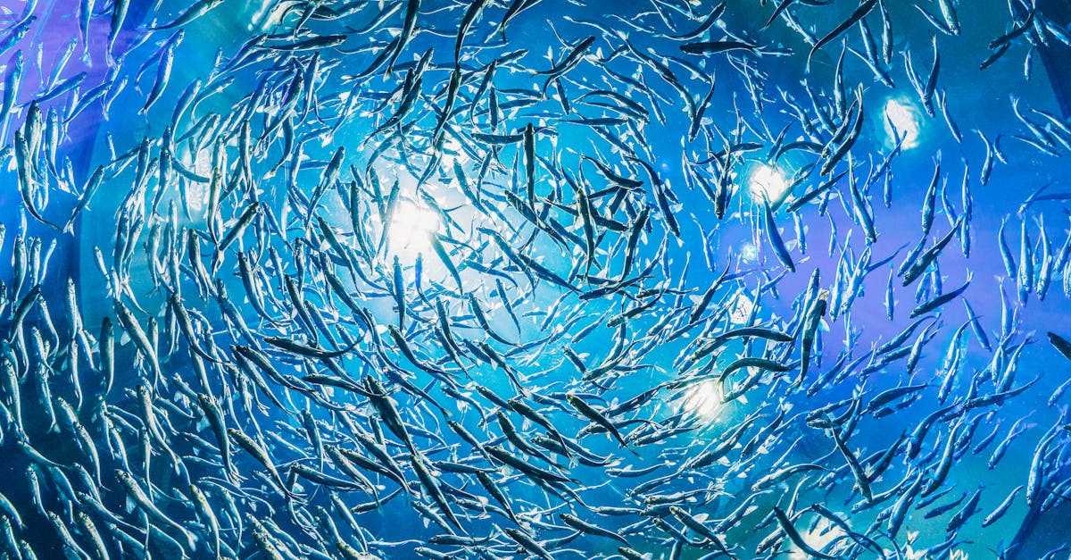 découvrez la richesse de la biodiversité marine, un monde fascinant d'écosystèmes marins, d'espèces variées, et d'initiatives de conservation essentielles pour préserver nos océans et leur équilibre écologique.