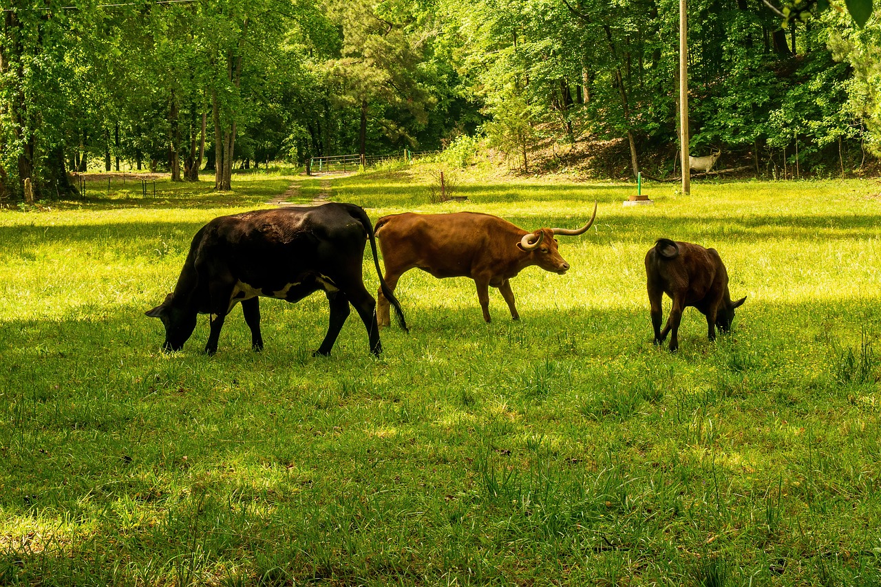 découvrez l'empreinte carbone : comprendre son impact sur l'environnement et apprendre des moyens efficaces pour réduire votre écologie personnelle et celle de votre entreprise.