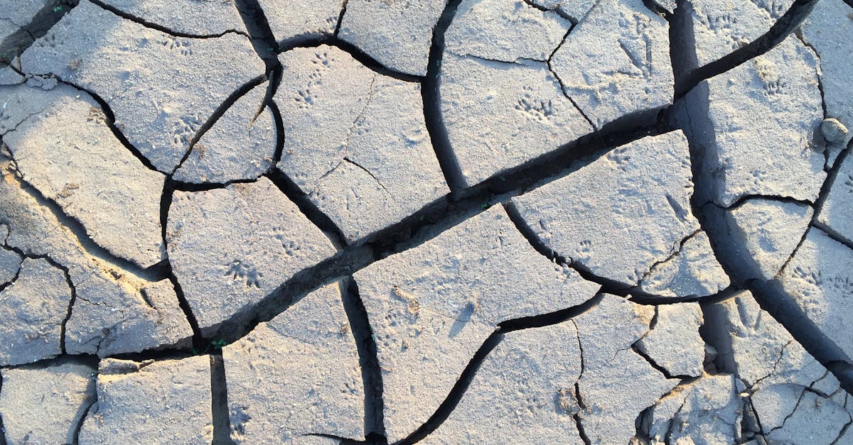 découvrez les conséquences dévastatrices des catastrophes environnementales sur notre planète, ainsi que les mesures à prendre pour les prévenir et protéger notre écosystème.