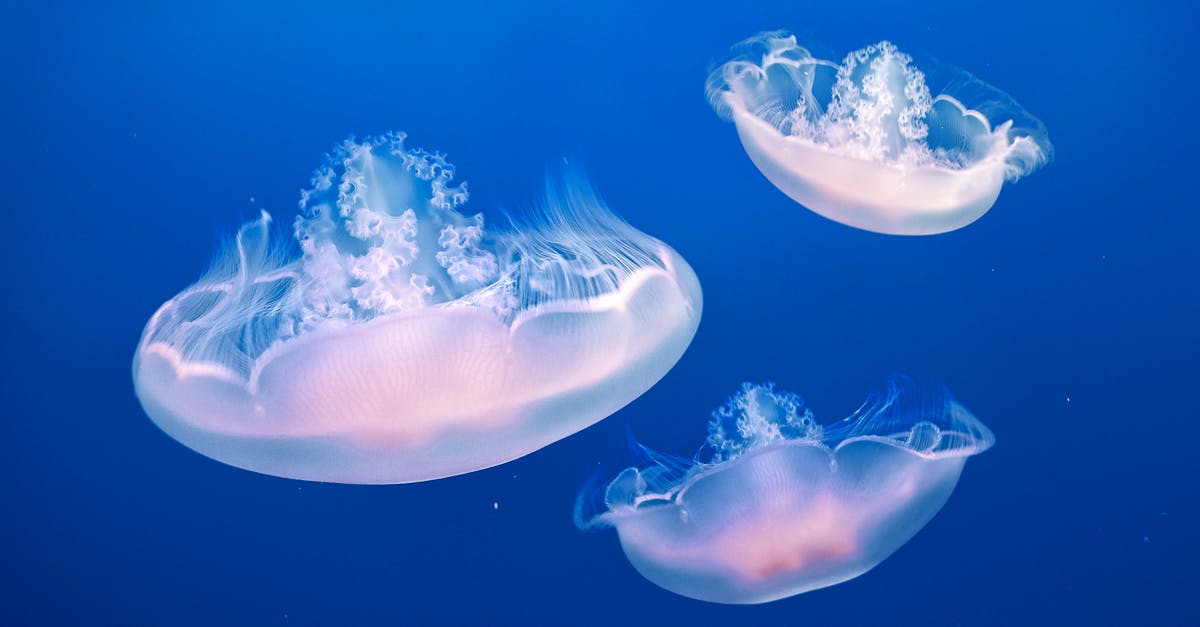 découvrez la richesse de la biodiversité marine, un écosystème fascinant qui abrite une variété incroyable d'espèces marines. apprenez-en plus sur l'importance de la conservation des océans et comment protéger cette précieuse ressource naturelle pour les générations futures.
