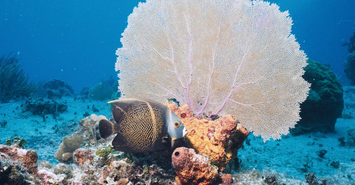 explorez la richesse et la diversité de la vie marine, découvrez les écosystèmes marins fascinants et apprenez l'importance de préserver notre biodiversité océane pour les générations futures.