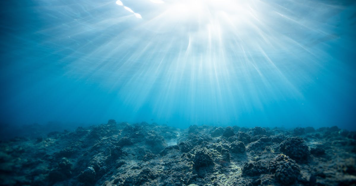 découvrez la richesse de la biodiversité marine, un écosystème fascinant abritant des milliers d'espèces marines. plongez dans l'importance de la protection des océans et des habitats marins pour préserver cette incroyable variété de vie.