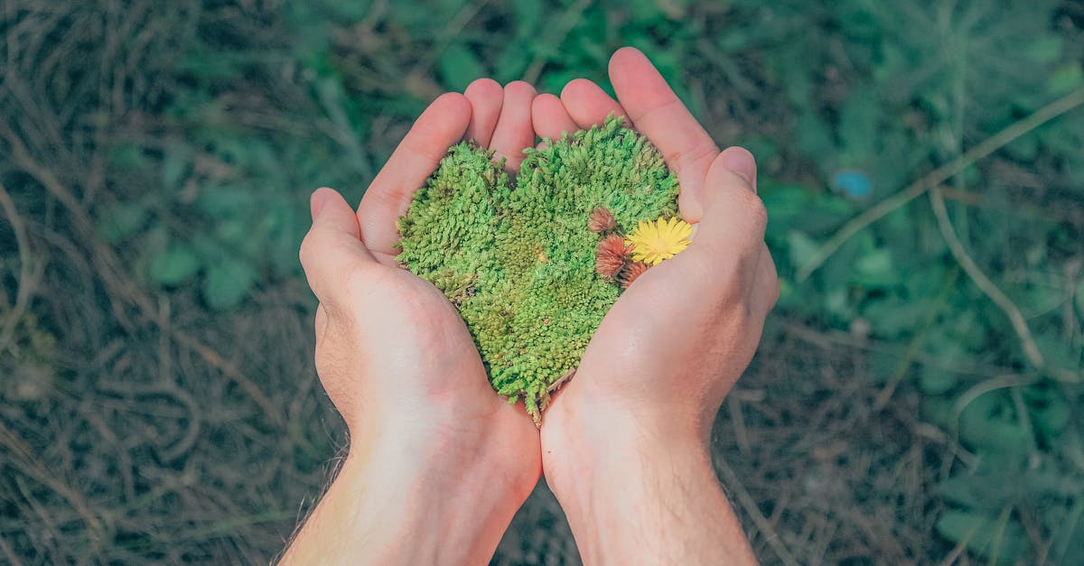 découvrez l'importance de la durabilité et comment adopter des pratiques respectueuses de l'environnement pour un avenir meilleur. explorez des stratégies innovantes et des solutions écologiques qui favorisent la préservation de notre planète.