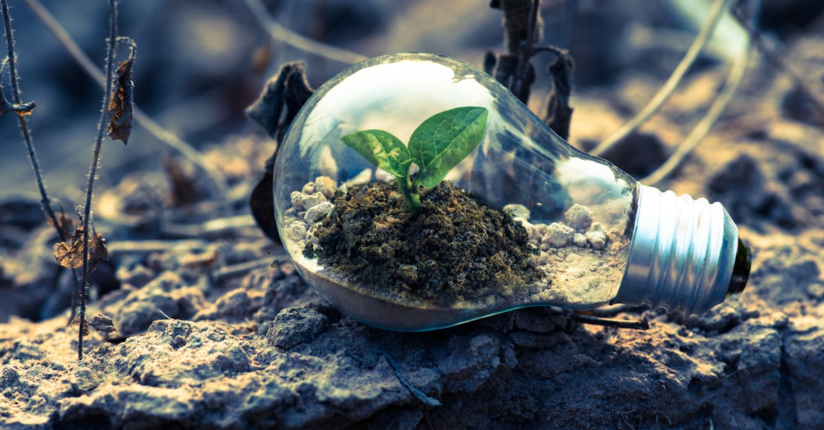 découvrez des pratiques durables et responsables pour un avenir meilleur. apprenez comment intégrer des choix écologiques dans votre quotidien et contribuez à la protection de notre planète.